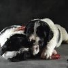 Chiot Landseer Faun et Combo z laderova